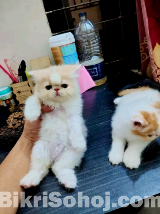 Persian cat